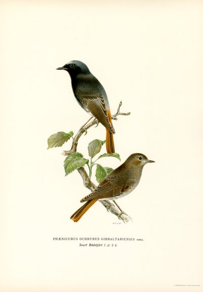 Blackstart (farve litho) af Magnus Ferdinand and Wilhelm von Wright