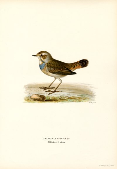 Blåhals (farve litho) af Magnus Ferdinand and Wilhelm von Wright
