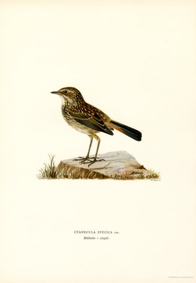 Blåhals (farve litho) af Magnus Ferdinand and Wilhelm von Wright