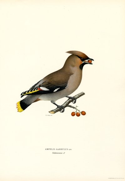 Bohemian Waxwing (farvemedlemmer) af Magnus Ferdinand and Wilhelm von Wright