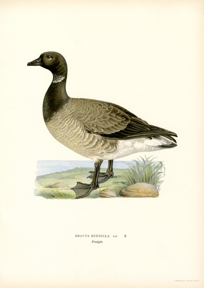 Brant Goose (farve litho) af Magnus Ferdinand and Wilhelm von Wright