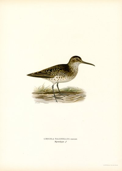 Brednæbbet Sandpiper (farve litho) af Magnus Ferdinand and Wilhelm von Wright