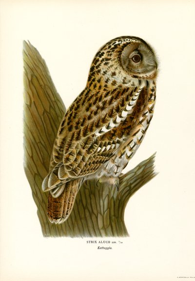 Brun ugle (farve litho) af Magnus Ferdinand and Wilhelm von Wright
