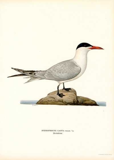 Kaspisk tern (farve litho) af Magnus Ferdinand and Wilhelm von Wright