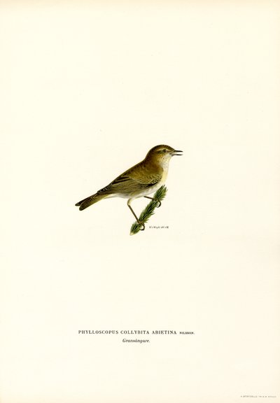Chiffchaff (farve litho) af Magnus Ferdinand and Wilhelm von Wright