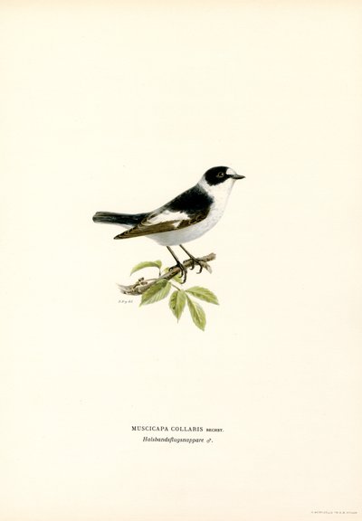 Kravefluesnapper (farve litho) af Magnus Ferdinand and Wilhelm von Wright