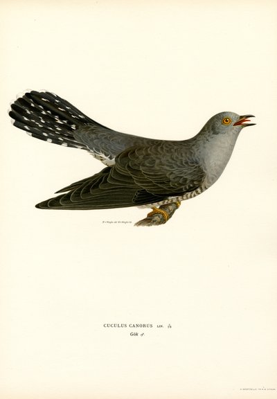Almindelig gøg (farve litho) af Magnus Ferdinand and Wilhelm von Wright