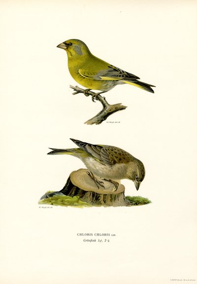 Almindelig grønfinke (farve litho) af Magnus Ferdinand and Wilhelm von Wright