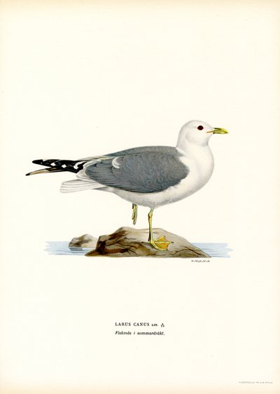 Almindelig måge (farve litho) af Magnus Ferdinand and Wilhelm von Wright