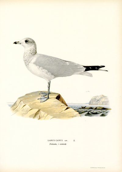 Almindelig måge (farve litho) af Magnus Ferdinand and Wilhelm von Wright