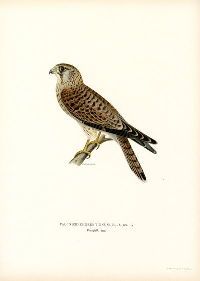 Almindelig tårnfalk (farve litho) af Magnus Ferdinand and Wilhelm von Wright