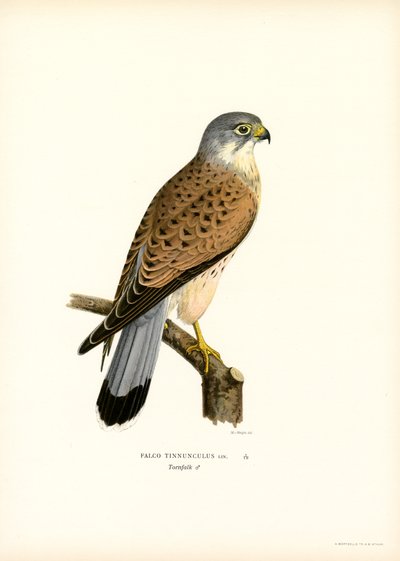 Almindelig tårnfalk (farve litho) af Magnus Ferdinand and Wilhelm von Wright