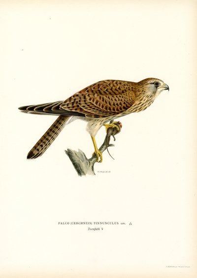 Almindelig tårnfalk (farve litho) af Magnus Ferdinand and Wilhelm von Wright