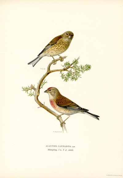 Almindelig linnet (farve litho) af Magnus Ferdinand and Wilhelm von Wright