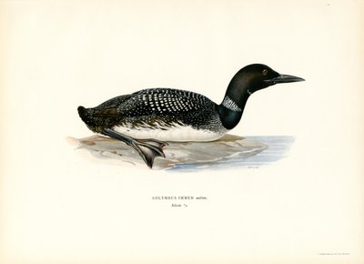 Almindelig lom (farve litho) af Magnus Ferdinand and Wilhelm von Wright