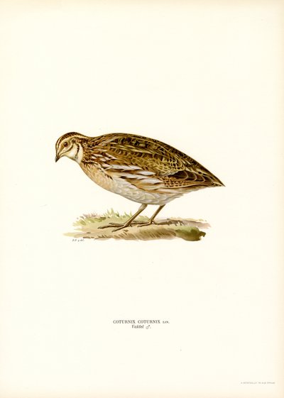 Almindelig vagtel (farve litho) af Magnus Ferdinand and Wilhelm von Wright