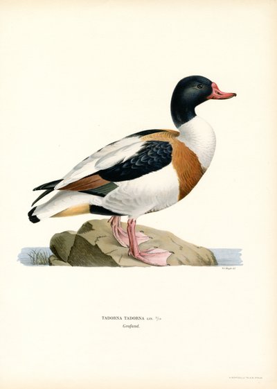 Almindelig Shelduck (farve litho) af Magnus Ferdinand and Wilhelm von Wright