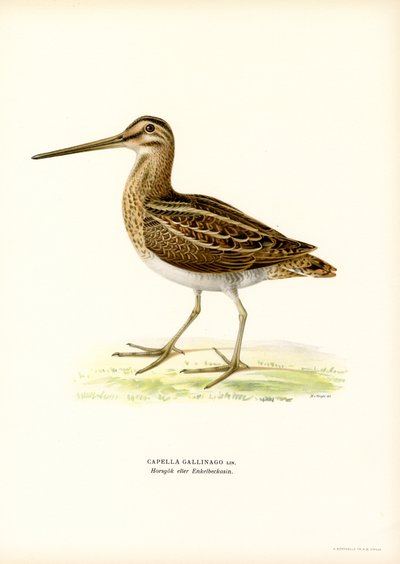 Almindelig Snipe (farve litho) af Magnus Ferdinand and Wilhelm von Wright