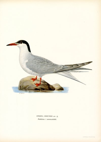 Almindelig tern (farve litho) af Magnus Ferdinand and Wilhelm von Wright