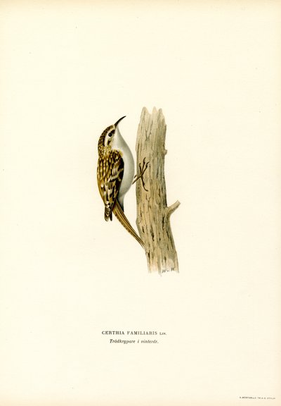 Almindelig trækrybning (farve litho) af Magnus Ferdinand and Wilhelm von Wright