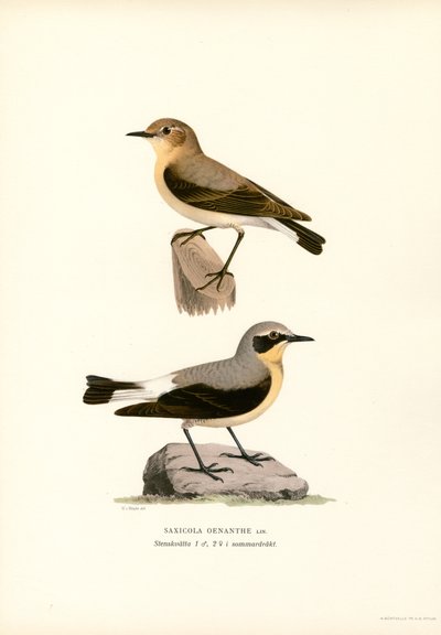 Almindelig hvede (farve litho) af Magnus Ferdinand and Wilhelm von Wright