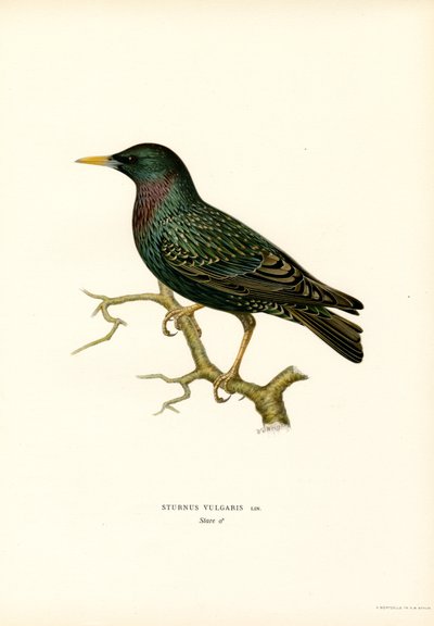 Almindelig stær (farve litho) af Magnus Ferdinand and Wilhelm von Wright