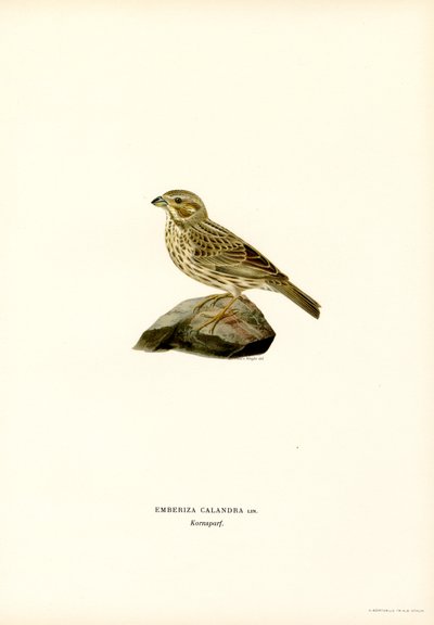 Majsspurv (farve litho) af Magnus Ferdinand and Wilhelm von Wright