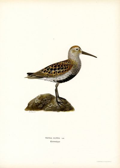 Dunlin (farve litho) af Magnus Ferdinand and Wilhelm von Wright