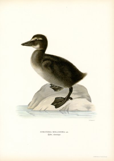 Edderfugl (farve litho) af Magnus Ferdinand and Wilhelm von Wright