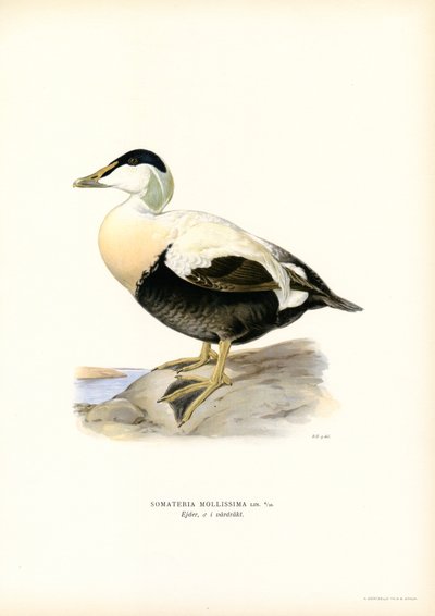 Edderfugl (farve litho) af Magnus Ferdinand and Wilhelm von Wright