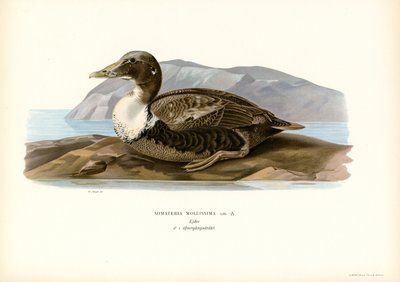 Edderfugl (farve litho) af Magnus Ferdinand and Wilhelm von Wright