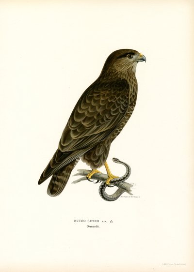 Eurasian Buzzard (farve litho) af Magnus Ferdinand and Wilhelm von Wright