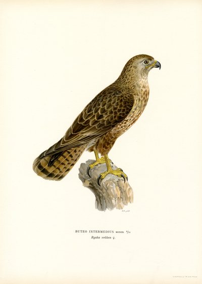 Eurasian Buzzard (farve litho) af Magnus Ferdinand and Wilhelm von Wright
