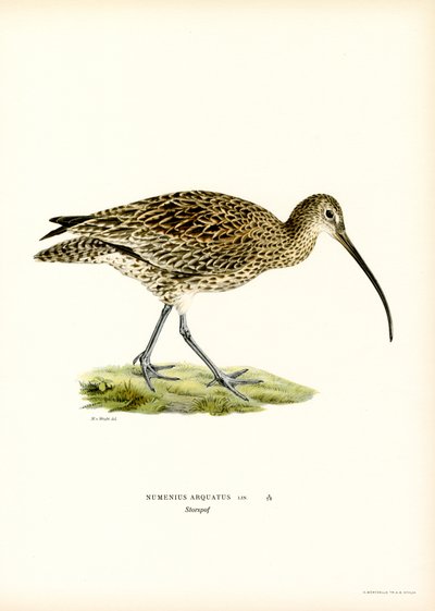 Eurasian Curlew (farve litho) af Magnus Ferdinand and Wilhelm von Wright