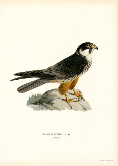 Eurasian Hobby (farve litho) af Magnus Ferdinand and Wilhelm von Wright
