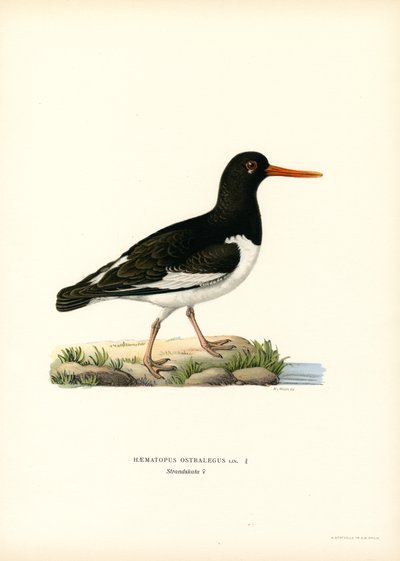 Eurasisk østersfanger (farve litho) af Magnus Ferdinand and Wilhelm von Wright