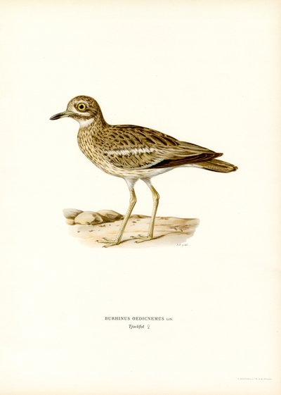 Eurasisk sten-curlew (farve litho) af Magnus Ferdinand and Wilhelm von Wright