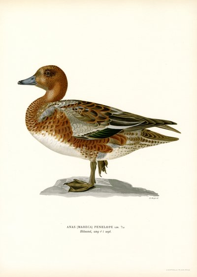 Eurasian Wigeon (farve litho) af Magnus Ferdinand and Wilhelm von Wright