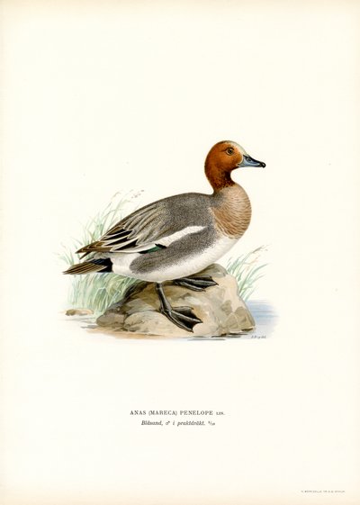 Eurasian Wigeon (farve litho) af Magnus Ferdinand and Wilhelm von Wright