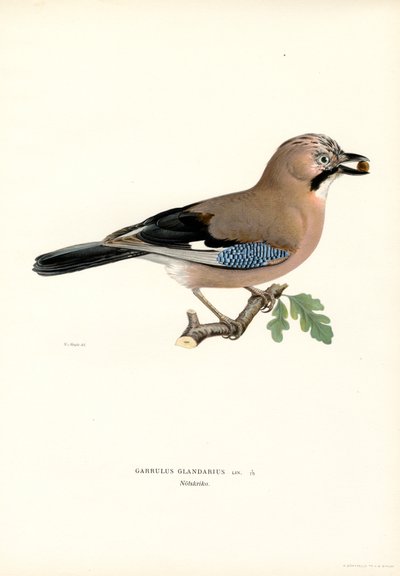Jay (farve litho) af Magnus Ferdinand and Wilhelm von Wright