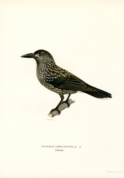 Eurasisk nøddeknækker (farve litho) af Magnus Ferdinand and Wilhelm von Wright