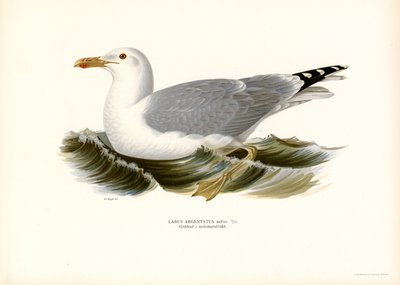 Europæisk sildemåge (farve litho) af Magnus Ferdinand and Wilhelm von Wright