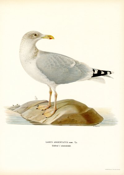 European Sild Gull (Color Litho) af Magnus Ferdinand and Wilhelm von Wright