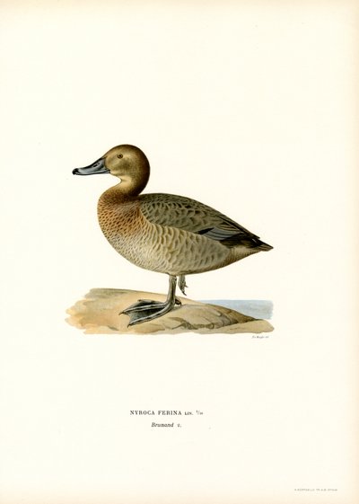 Europæisk pochard (farve litho) af Magnus Ferdinand and Wilhelm von Wright