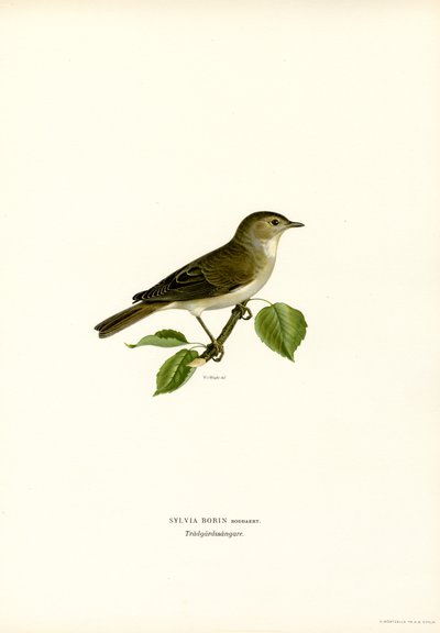 Havesanger (farve litho) af Magnus Ferdinand and Wilhelm von Wright