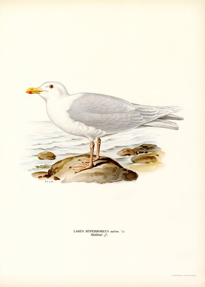 Glaucous Gull (farve litho) af Magnus Ferdinand and Wilhelm von Wright