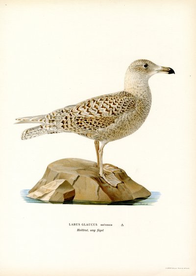 Glaucous Gull (farve litho) af Magnus Ferdinand and Wilhelm von Wright