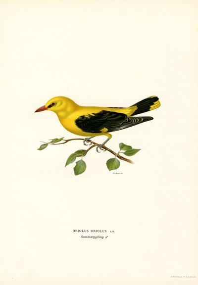 Gylden oriole (farve litho) af Magnus Ferdinand and Wilhelm von Wright