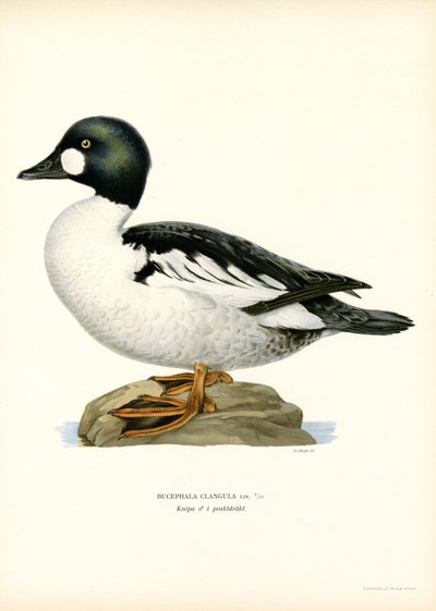 Goldeneye Duck (farve litho) af Magnus Ferdinand and Wilhelm von Wright