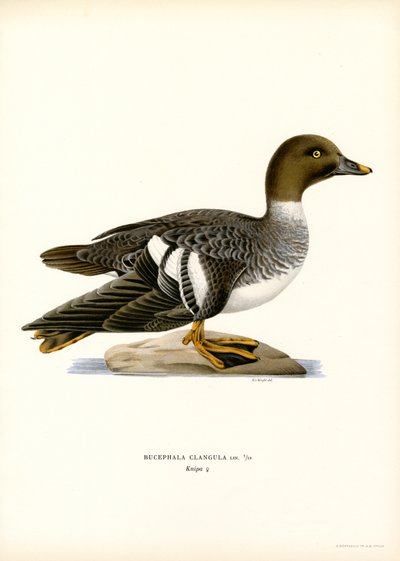 Goldeneye Duck (farve litho) af Magnus Ferdinand and Wilhelm von Wright